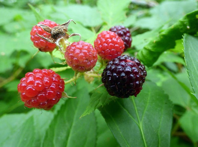 Photo by Sue Pike

Delicious red and black raspberries.
