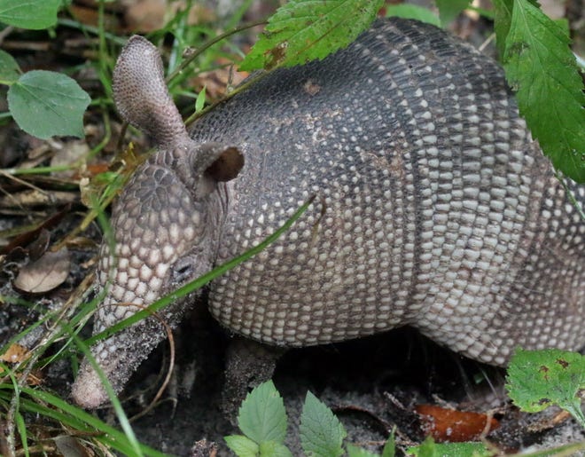 A juvenile armadillo forages for food in January.