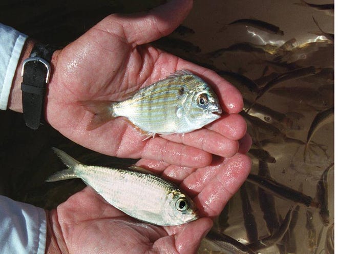 Two types of bait favoured by snook fishermen are 'pinfish', top and 'greenbacks.'