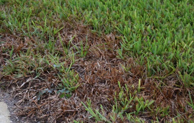 University of Florida/IFAS If your lawn looks like this, you probably have chinch bugs.