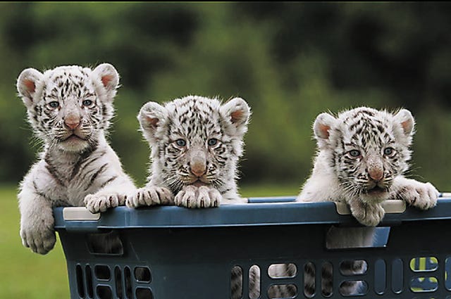 Safari Zoological Park’s famous “Tiger Pups” — shown here in this file photo — will mark their 7th birthday this weekend. The park will celebrate the occassion with free hot dogs, drinks and cake for all visitors, while supplies last. The “Tiger Pups” were rejected by their mother shortly after their birth in 2008, but then were adopted by the park’s Golden Retriever, Isabella.