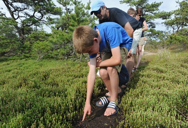 Nathan Norrie, 11, of North Brookfield and his father, Scott, check out a sundew, which is a carnivorous plant, along the Province Lands dunes and bogs walk.