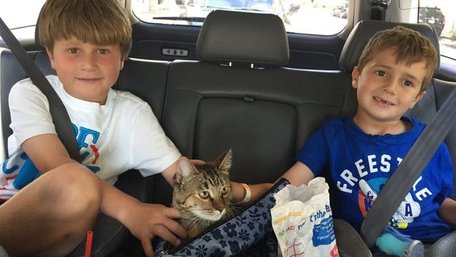 Cameron Peterson, 7, and Derek Peterson, 5, pet their cat Tigress on her ride back from Coral Gables after they were reunited. Photo courtesy of Lauren Peterson