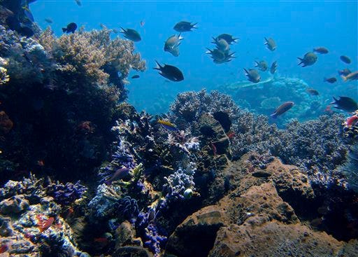 In this April 30, 2009 file photo, coral reefs grow in the waters of Tatawa Besar, Komodo islands, Indonesia. Rising demand for copper, cobalt, gold and the rare-earth elements vital in manufacturing smartphones and other high-tech products is causing a prospecting rush to the dark seafloor thousands of meters (yards) beneath the waves. The Jamaica-based International Seabed Authority has issued 27 separate 15-year contracts that allow for mineral prospecting on over 1 million square kilometers (over 390,000 sq. miles) of seabed in the Pacific, Atlantic and Indian Oceans. (AP Photo/Dita Alangkara, File)