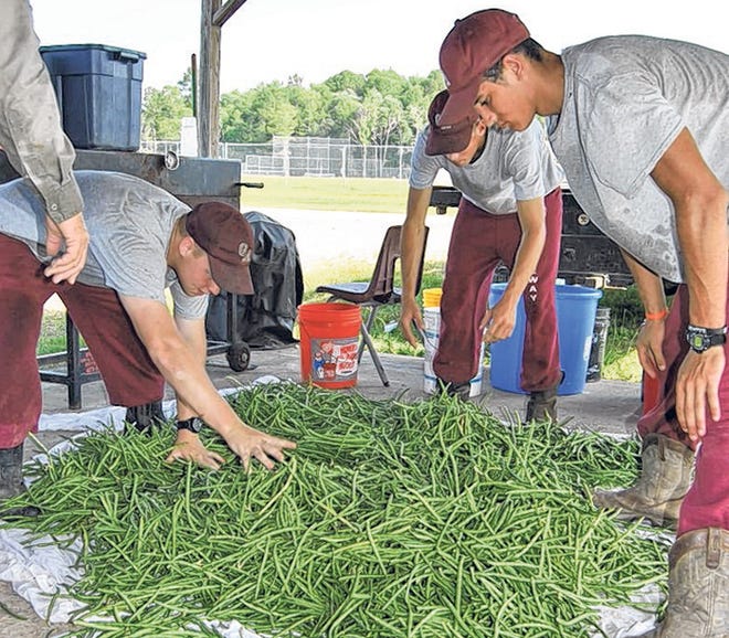 Gateway Military Academy students sort peas grown on the farm. Much of what comes out of the gardens on campus goes on the table at dinner time