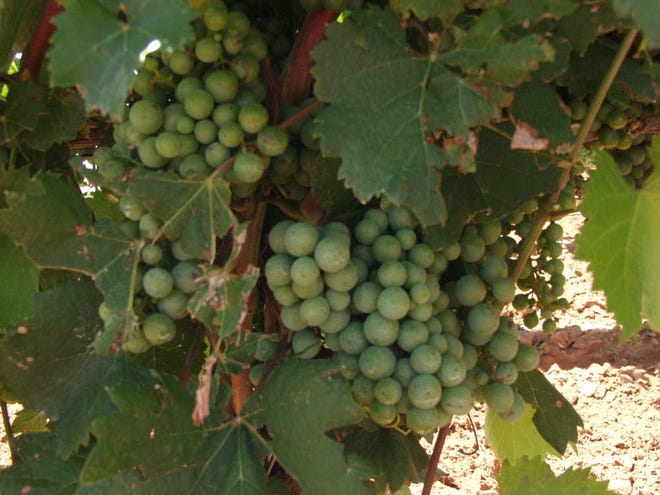 Terry County grapes are on track for an August harvest. In celebration, the Brownfield Area Chamber of Commerce on Saturday will host its third annual Taste of Terry County Vineyard Festival.