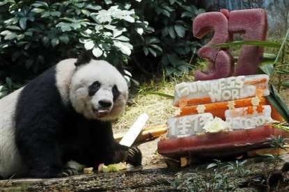 Giant panda Jia Jia eats bamboo next to her birthday cake made with ice and vegetables at Ocean Park in Hong Kong, Tuesday, July 28, 2015 as she celebrates her 37-year-old birthday. Jia Jia broke the Guinness World Records title for â??Oldest Panda Living in Captivity" on Tuesday