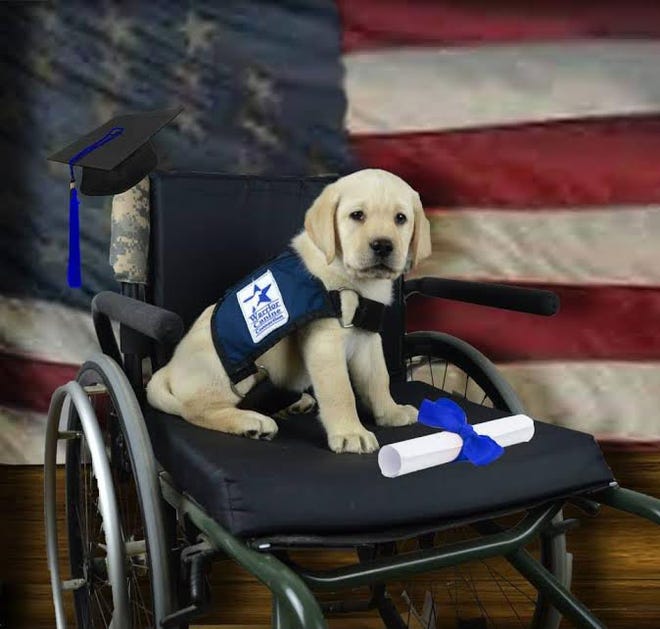 This Warrior Canine Connection pup will go to a veteran and is named after Kennebunk High School graduate Terry Drown who was killed in action in Vietnam in 1969.

Courtesy photo