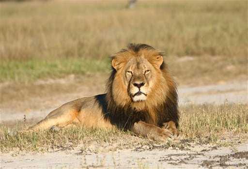 In this undated photo provided by the Wildlife Conservation Research Unit, Cecil the lion rests in Hwange National Park, in Hwange, Zimbabwe. Two Zimbabweans arrested for illegally hunting a lion appeared in court Wednesday, July 29, 2015. The head of Zimbabwe's safari association said the killing was unethical and that it couldn't even be classified as a hunt, since the lion killed by an American dentist was lured into the kill zone.