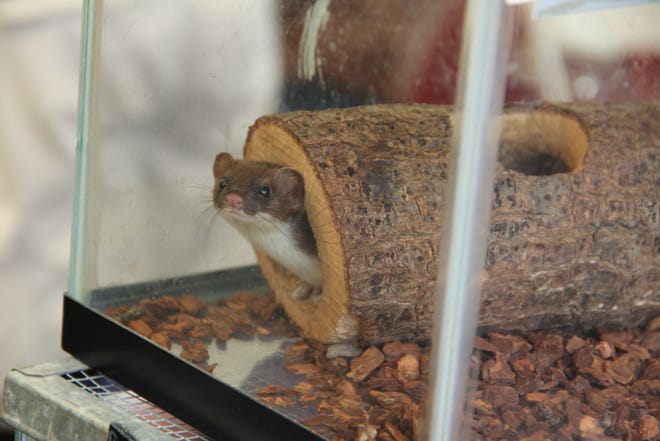 An ermine peeks out at the Pocono Wildlife Rehabilitation Center's booth at last year's Festival of Wood. Gazette file photo