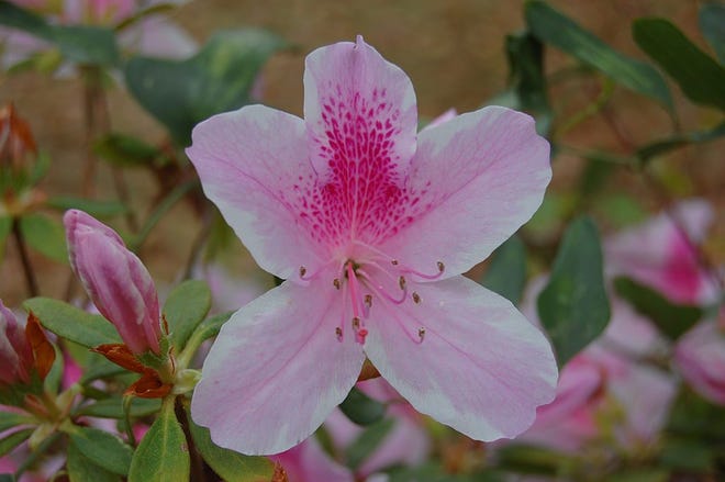 Azaleas are one of the most poisonous plants for pets.
