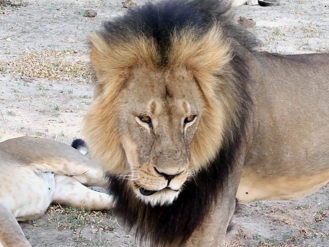 The Zimbabwe Conservation Task Force reported that a lion named Jericho - a brother of the now-famous Cecil - was killed by poachers Saturday afternoon. Jericho had been seen caring for Cecil's cubs after he was killed by an American dentist last month.