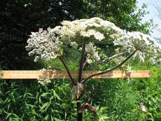 Giant hogweed can grow anywhere — sun or shade, wet or dry. The sap is highly toxic to many people. 



Henry Homeyer
