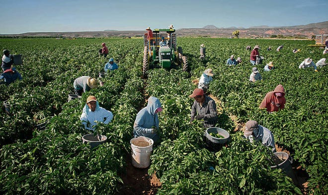 In this Saturday, July 25, 215 photo, workers harvest chile on the 350-acre Adams Produce farm near Hatch, New Mexico. Efforts are underway to save the green chile that's important to traditional New Mexican fare as labor shortages, a previous severe drought and competition from China, India and Mexico endanger its growth in the state. (Jett Loe/Las Cruces Sun-News via AP)MANDATORY CREDIT