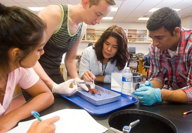 Victor Valley College biology teacher Kim Kato helps Angie Saucedo, left, Brian Peters, and Raj Singh dissect a crawfish. The college won a large grant to improve its STEM programs. James Quigg, Daily Press