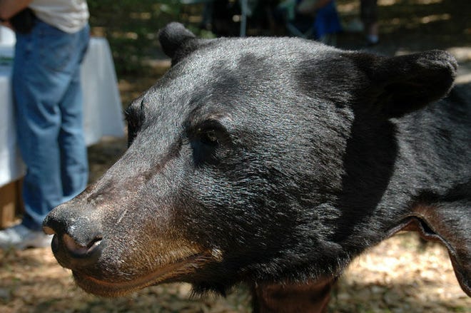 A stuffed bear is displayed at last year’s Florida Black Bear and Wildlife Conservation Festival.