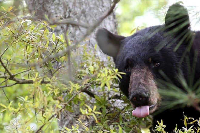 A nearly 350-pound male black bear perches in a tree on Clay Ave. in Panama City on Monday. According to Stan Kirkland, spokesman for the Florida Fish and Wildlife Conservation Commission, the bear probably swam across St. Andrew Bay from Tyndall Air Force Base. The Panama City Fire Department placed tarps under the tree and the bear was successfully tranquilized by the FWC. The bear is being relocated to the Apalachicola National Forest.