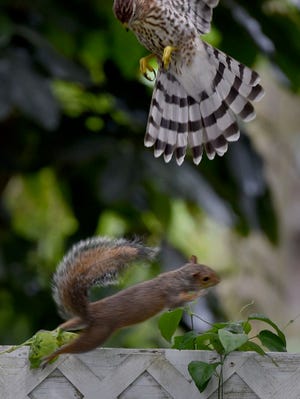 WHILE IT APPEARS this cooper's hawk is diving for this squirrel, it actually was sitting on the fence and hopped up in the air when the squirrel came running down it, in Lakeland, FL on Friday.