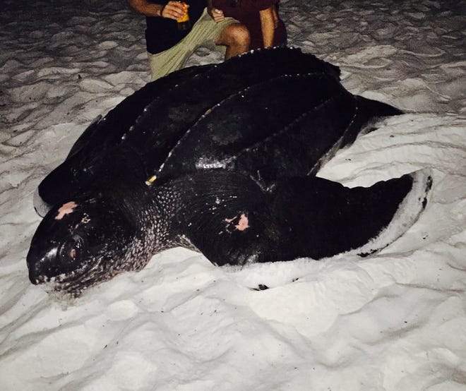 This photo of a Leatherback sea turtle on South Walton's beach last week was taken by a tourist.