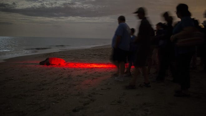 Under a moonlit sky, people on a Loggerhead Marinelife Center turtle walk, watch a loggerhead turtle return to the sea after she deposited her eggs deep in the sand on Juno Beach. (Greg Lovett / The Palm Beach Post)