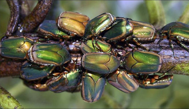 20150806 sjl green june beetle