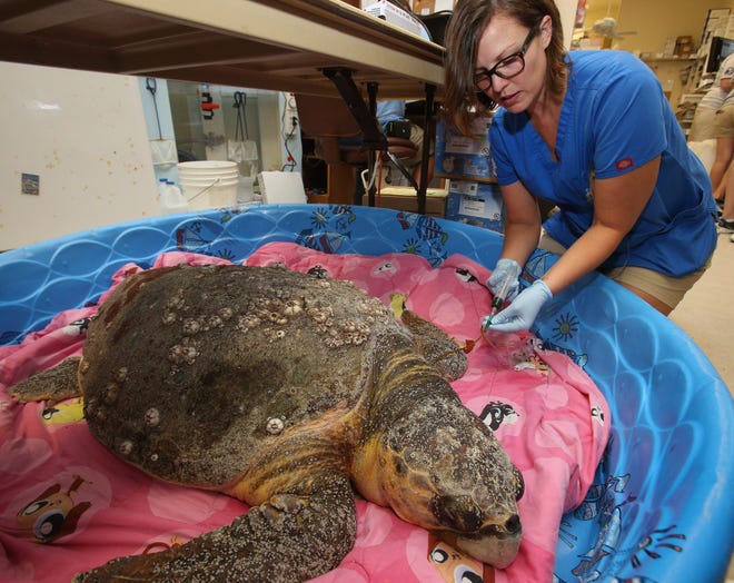 Jackie Shum attends to a loggerhead sea turtle at the Marine Science Center Turtle Hospital in Ponce Inlet Sunday, August 2, 2015. News-Journal/NIGEL COOK