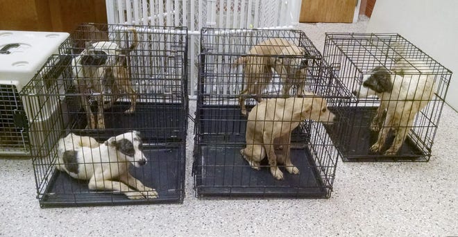 In this July 10, 2015 photo released by the Conway Area Humane Society, some of the malnourished and dehydrated animals rescued from Sweet Paws Spa & Inn, a boarding and grooming business in Center Ossipee, N.H., recover at the Humane Society shelter in Conway, N.H. Police and animal welfare groups said 59 dogs and 7 cats were rescued from the business in ìabsolutely deplorableî conditions. Conway Area Humane Society/Virginia Moore via AP