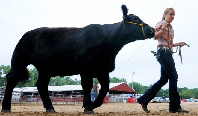 Kyler Cox, 14, a member of Sunny Valley 4-H Club, leads her Angus steer Thursday morning to Ag Hall to compete in Showmanship at the Tri Rivers Fair.