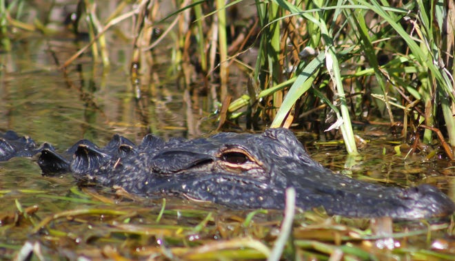Florida’s annual alligator hunt begins Tuesday. About 5,700 permits were issued statewide for the hunt ending Nov. 1.