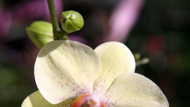 Orchid meetings this week in Jupiter, Delray Beach and Boca Raton.