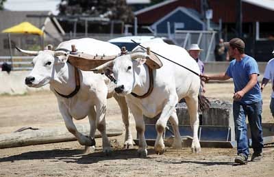 Photo by Daniel Freel/New Jersey Herald Noah Lewis, of North Stoughton, Mass., right, leads his Charolais Oxen.