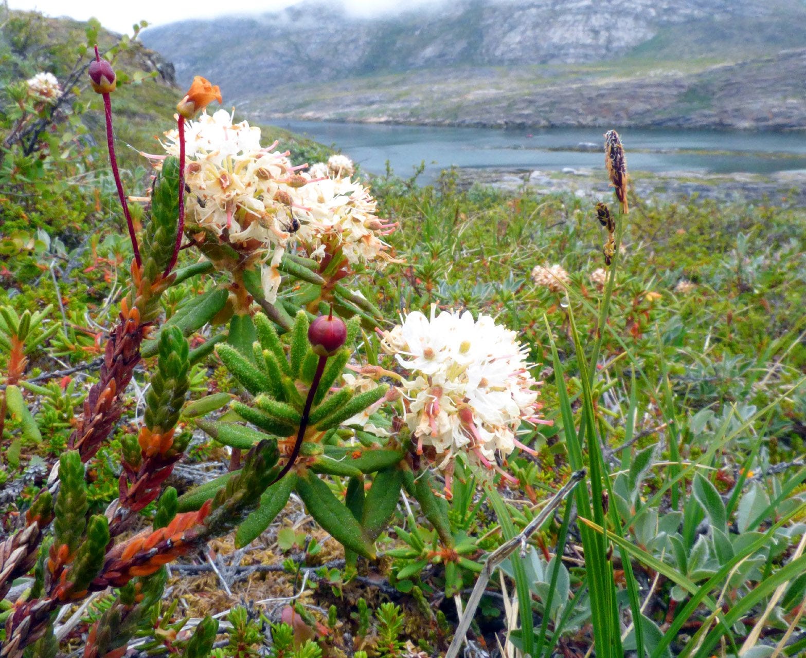 How Does The Labrador Tea Survive In The Tundra