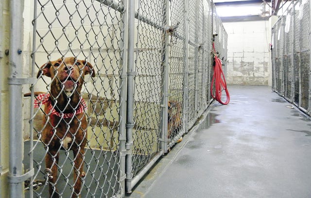 Humane Society On Brink Of Bankruptcy, Director Says Humane Society On Brink Of Bankruptcy, Director Says