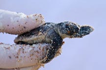 Sea turtle hatchlings can get stranded in seaweed that's washed ashore.