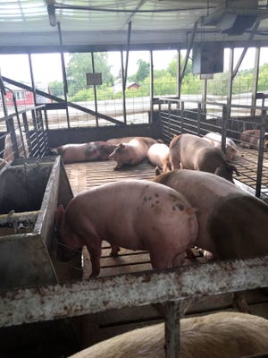 Pigs, about five months old, rest up before their big day at the Grange Fair.