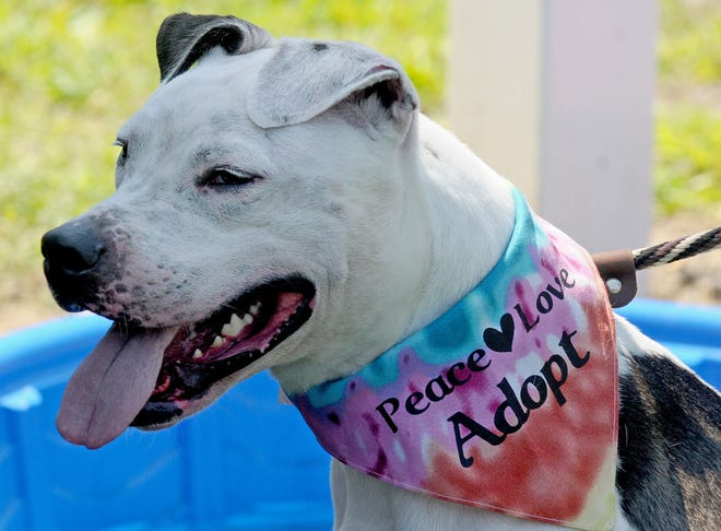 Elliott, a pitbull mix hangs out at the Paws & Claws Carnival in the parking lot behind The Pop Shop hosted by Friends of the Burlington County Animal Shelter and The Pop Shop Saturday afternoon. Poeple could adopt a pet at the event if they wanted to Saturday.