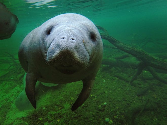 Blue Spring State Park in Orange City, where the manatees are a crowd favorite, actually pulls in more revenues than it costs to run the park, and Florida's park system overall ranks high nationally in a comparison of revenues vs. expenses. News-Journal file/Nigel Cook