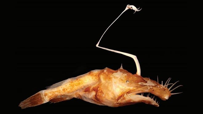 Lasiognathus dinema is a new species of fish discovered deep in the Gulf of Mexico. Theodore Pietsch, University of Washington /via the Sun Sentinel