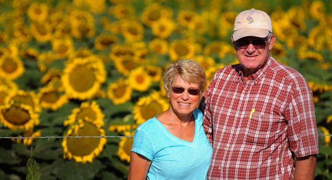 Photos by TOM DORSEY / Salina Journal Rosalee and John Tibbits, of rural Ottawa County, north of MInneapolis, have been raising sunflowers for decades. The USDA reports that sunflower acres are up 3 percent in Kansas.