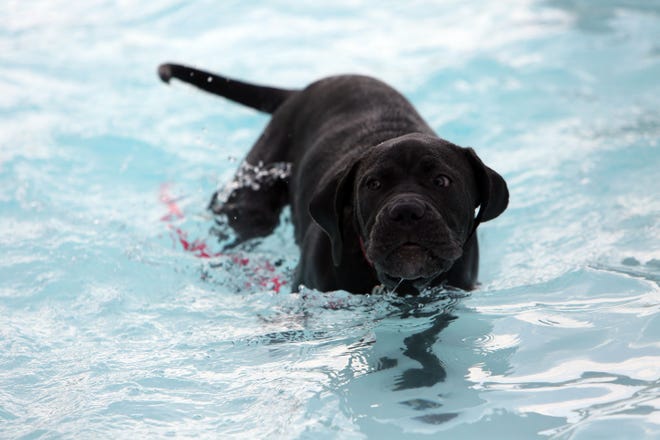 "Gracie," a Neapolitan mastiff owned by Bobbi Fine, takes a dip in the pool during the Dog's Day at the Splash event at the Salt City Splash in Carey Park on Monday.