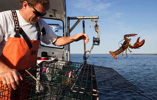 FILE - In this May 21, 2012, file photo, Scott Beede returns an undersized lobster while fishing in Mount Desert, Maine. Fisherman in northern New England have been catching record numbers of lobsters, but south of Cape Cod, the lobster population has plummeted to the lowest levels ever seen, in a northward shift that scientists attribute in large part to the warming of the ocean. (AP Photo/Robert F. Bukaty, File)