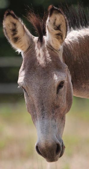 (Photo Mike Hensdill/The Gaston Gazette ) "Larry" the donkey was found in Kings Mountain in June and will soon be up for auction. Here, "Larry" hangs out in a field at his foster home in Lincoln County Friday afternoon, July 10, 2015.