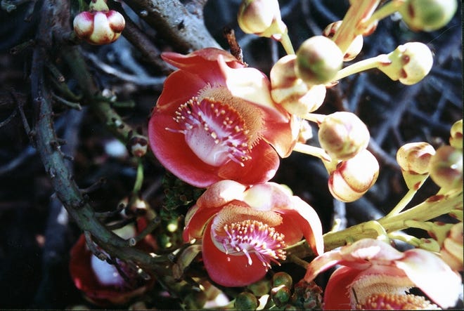 Native from Panama to northern South America, cannonball tree (Couroupita guianensis) bears bizarrely beautiful, fragrant blossoms year-round on specialized leafless, downward-growing branches. Up to 125 feet tall in nature, this cold-sensitive tree is pollinated by bats. Propagate by seeds.