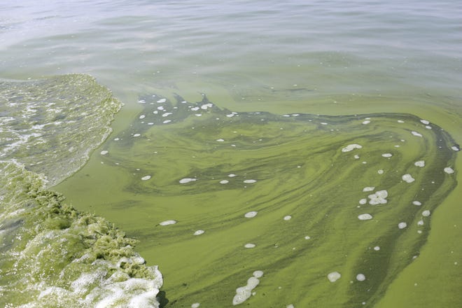 This Aug. 3, 2014 file photo shows algae near the City of Toledo water intake crib, in Lake Erie, about 2.5 miles off the shore of Curtice, Ohio.