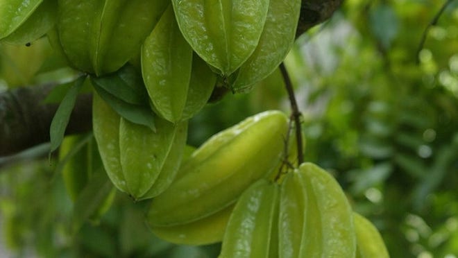 Learn to care for carambola. File photo