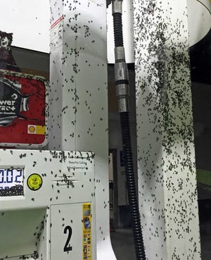 In this Aug. 14, 2015 photo provided by Matthew Hengst, bugs swarm at a service station in the eastern Sierra Nevada town of Lone Pine, Calif. Scientists are calling the unusual explosion of this Melacoryphus lateralis species of seed bug the first outbreak of its kind in California's recent memory. (Matthew Hengst via AP)