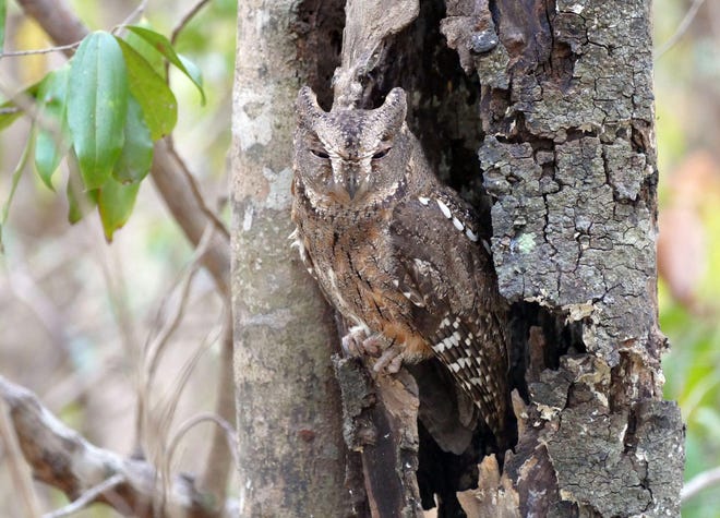 A Madagascar Scops-Owl sleeps through the day.