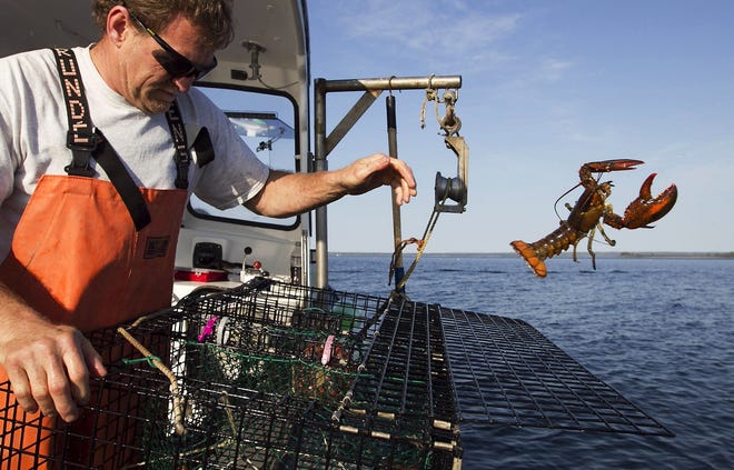 Fisherman in northern New England have been catching record numbers of lobsters, but south of Cape Cod, the lobster population has plummeted to the lowest levels ever seen. Robert F. Bukaty/Associated Press file