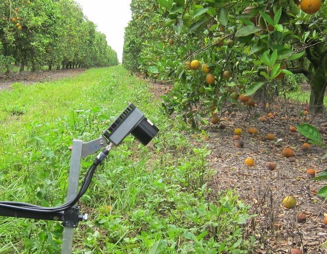 An imaging system that would identify and count citrus fruit that dropped off the tree before harvest focuses on the fruit in a field test.