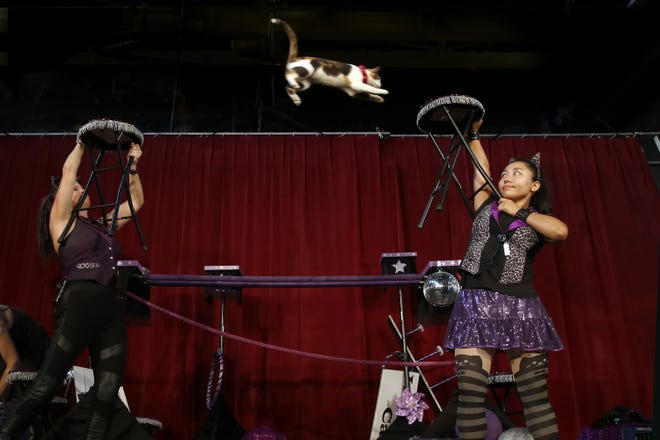 Samantha Martin works with Alley "The Athlete," who holds a Guinness World Record for the longest recorded jump by a cat. Assisting her is Swunga Park, right.